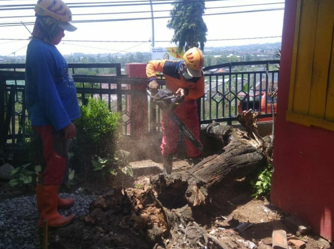 Pohon Tumbang