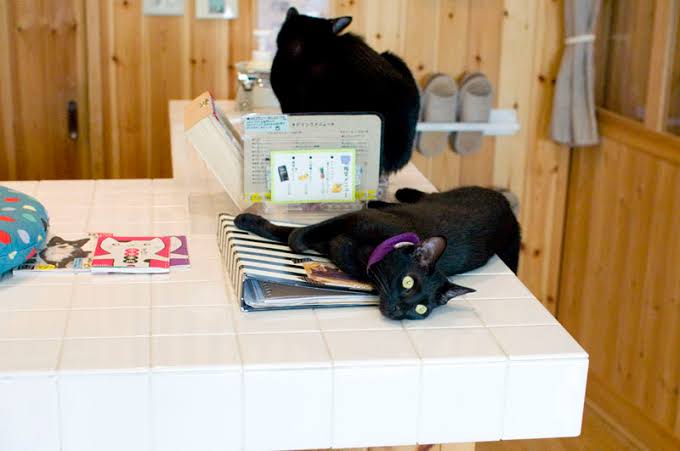Kafe Nekobiyaka di Jepang