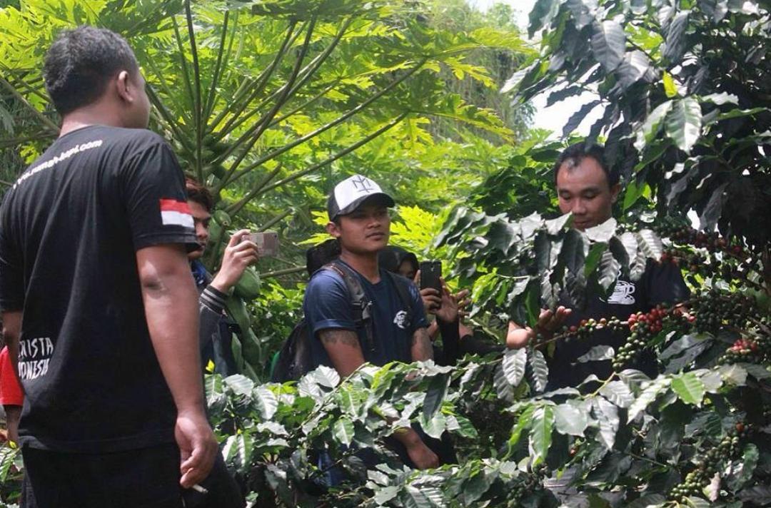 Kopi Bulukerto