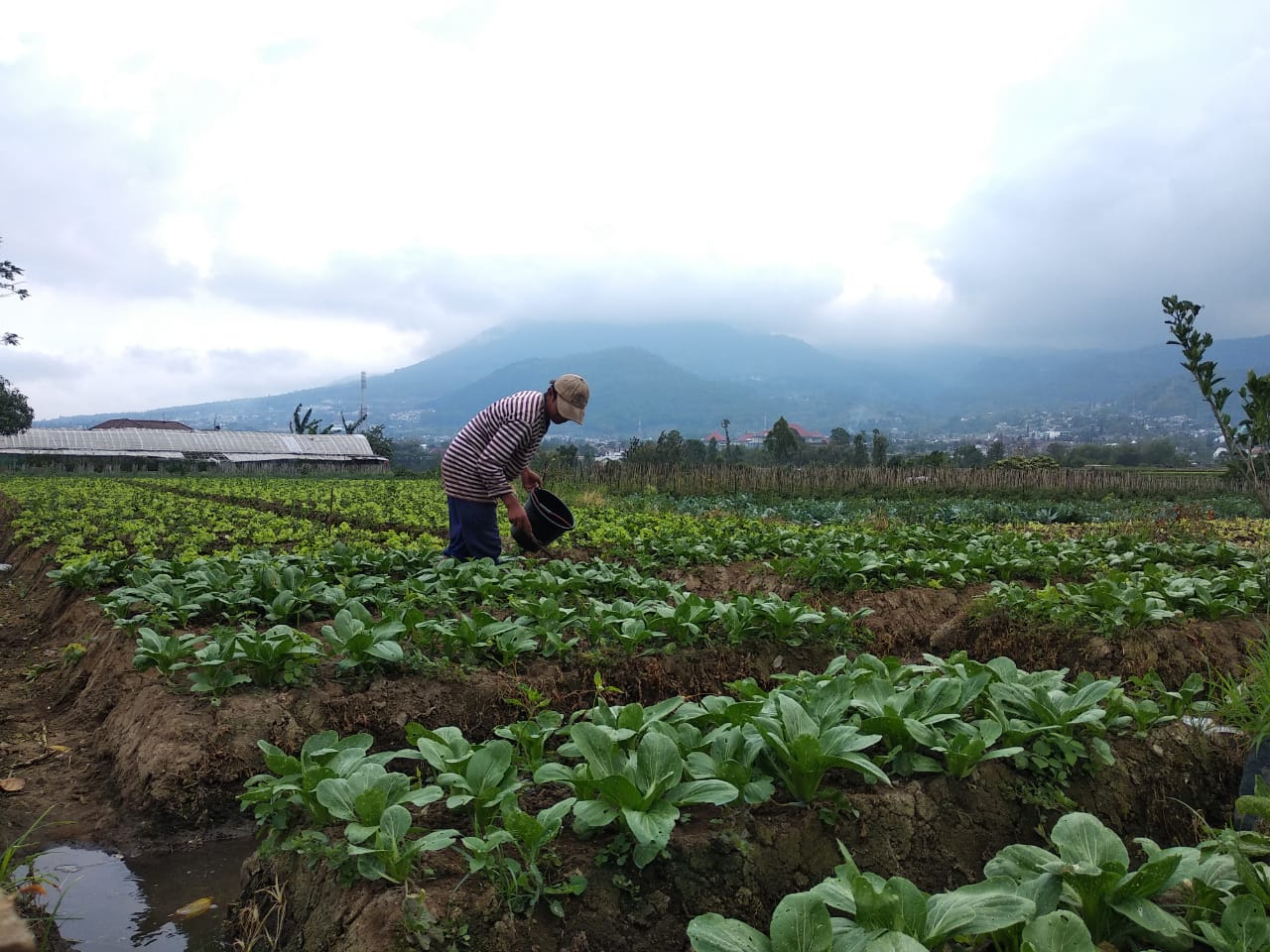 Lahan Pertanian Di Kota Batu