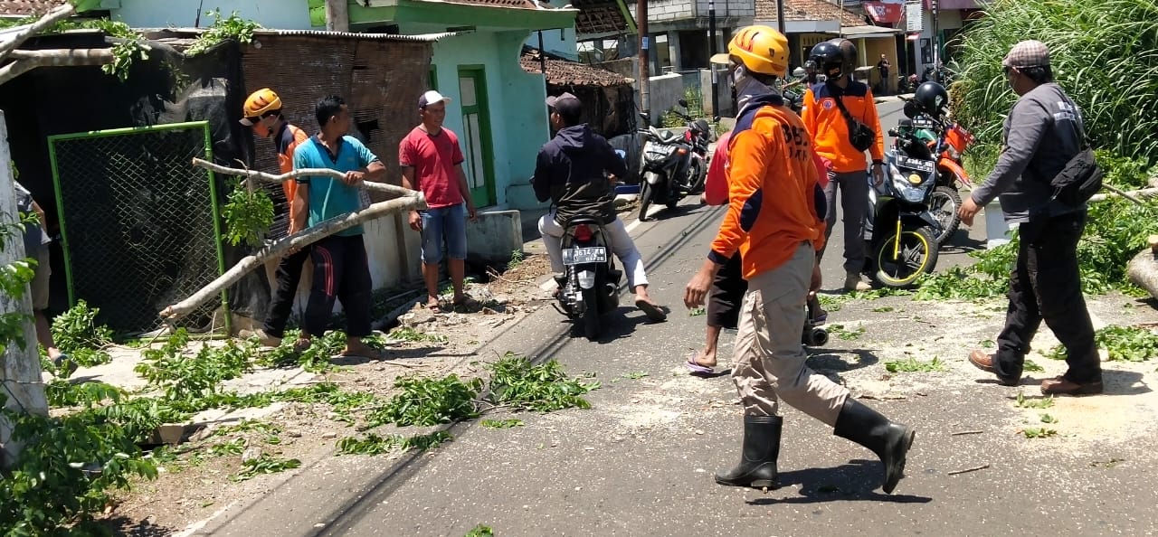 Pohon Tumbang