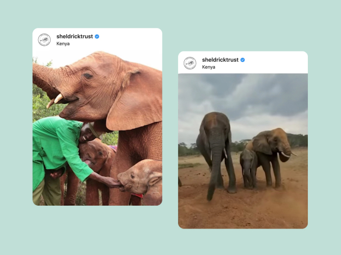 Raising Funds to Protect Elephants in East Africa - About Facebook