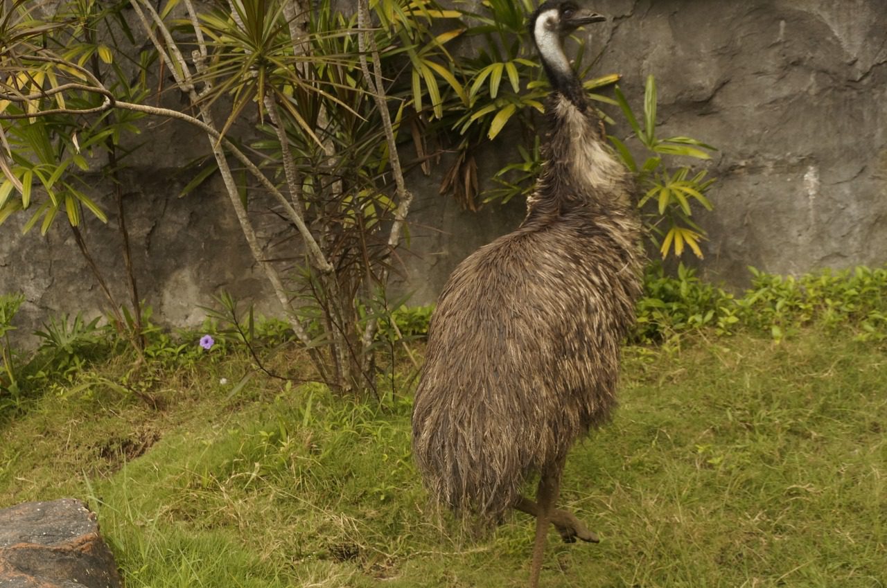 Burung Emu