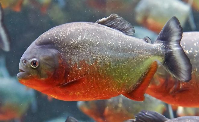 Ikan bawal raksasa