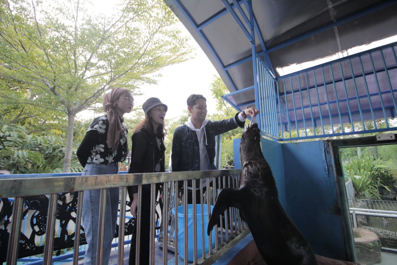 Feeding Sea Lion di Predator Fun Park by Jatim Park Group