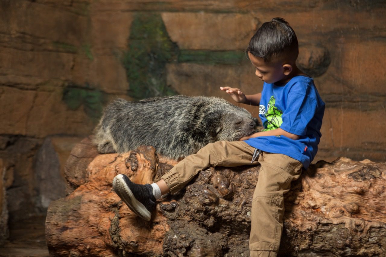Binturong Koleksi Batu Secret Zoo Jatim Park 2