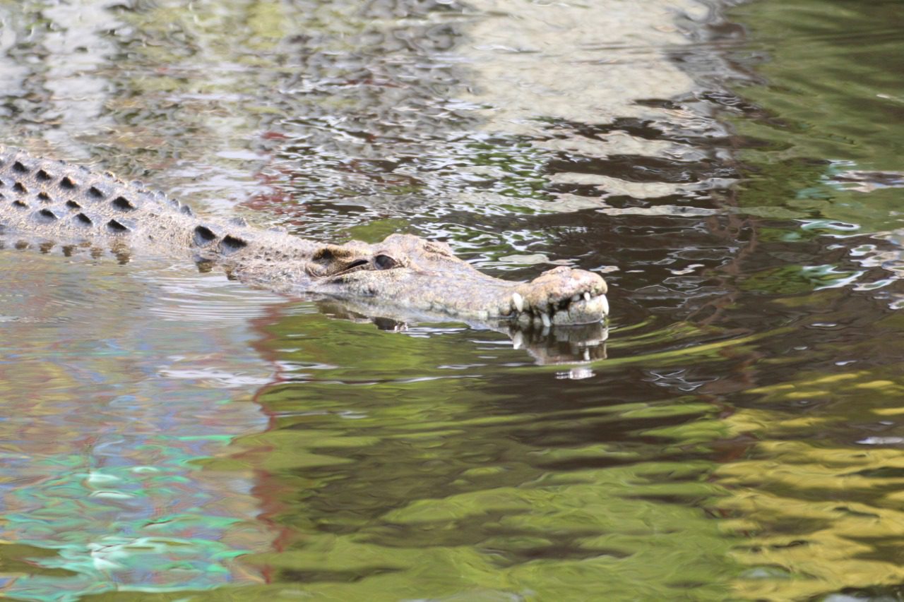 Buaya Cuvier's Dwarf Caiman
