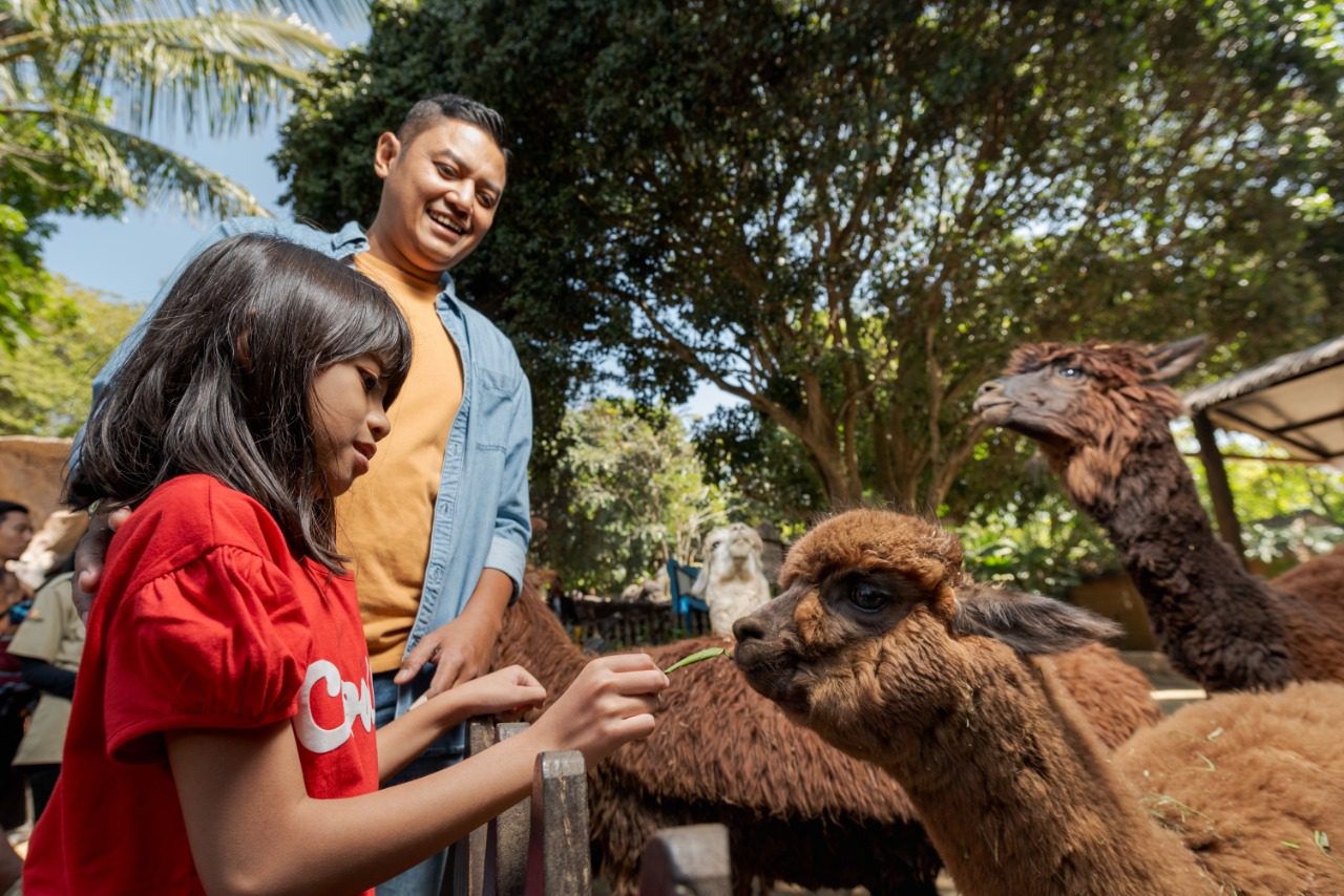 Koleksi Alpaka di Batu Secret Zoo by Jatim Park 2