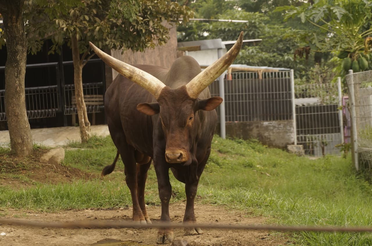 Satwa Watussi koleki Batu Secret Zoo by Jatim Park 2