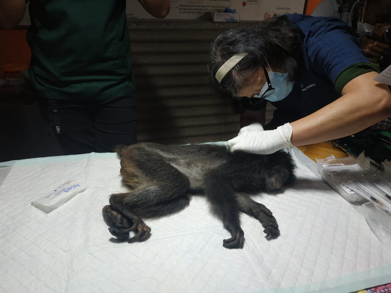 10 Lutung Jawa tiba di JLC, Coban Talun