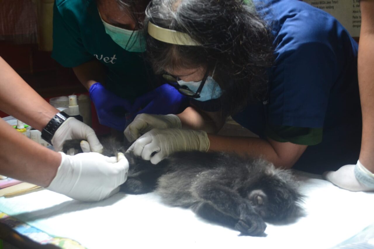 Lutung Jawa tiba di JLC Coban Talun, salah satu kondisinya meresahkan