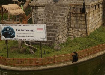 Siamang koleksi Batu Secret Zoo Jatim Park 2
