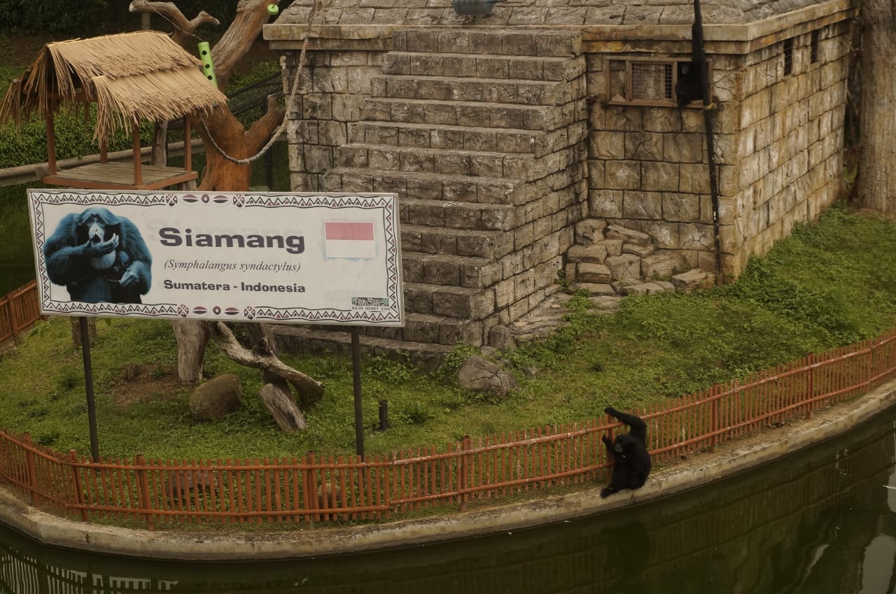 Siamang koleksi Batu Secret Zoo Jatim Park 2