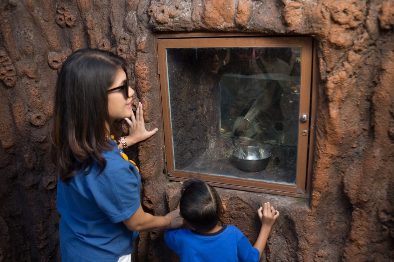 Tempat Makan Giant Ant Eater