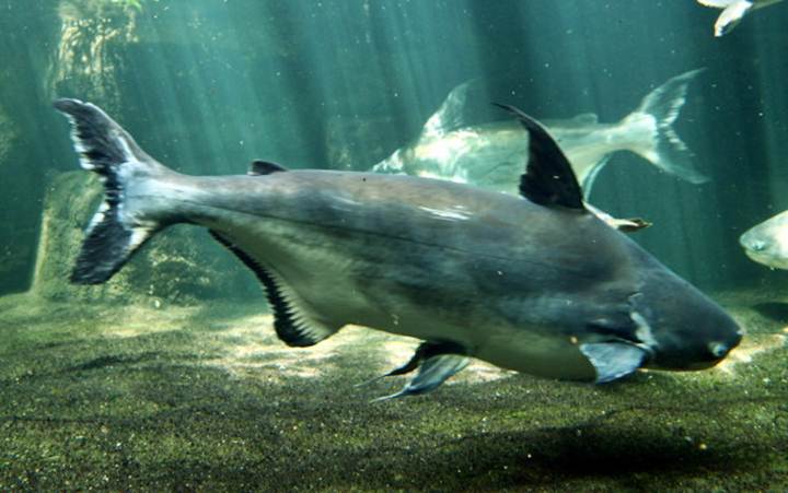 Ikan Patin