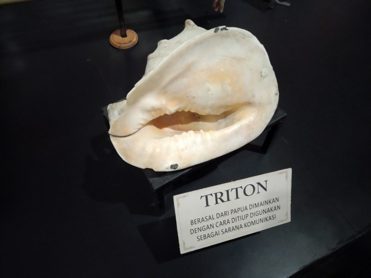 Triton Alat Musik Dari Papua