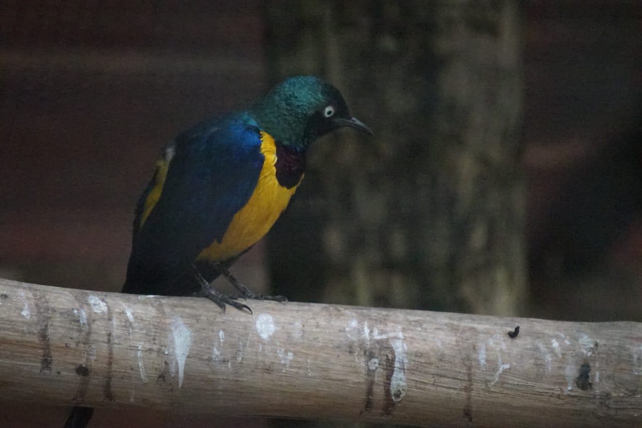 Burung Golden Breasted Starling koleksi Batu Secret Zoo, Jatim Park 2