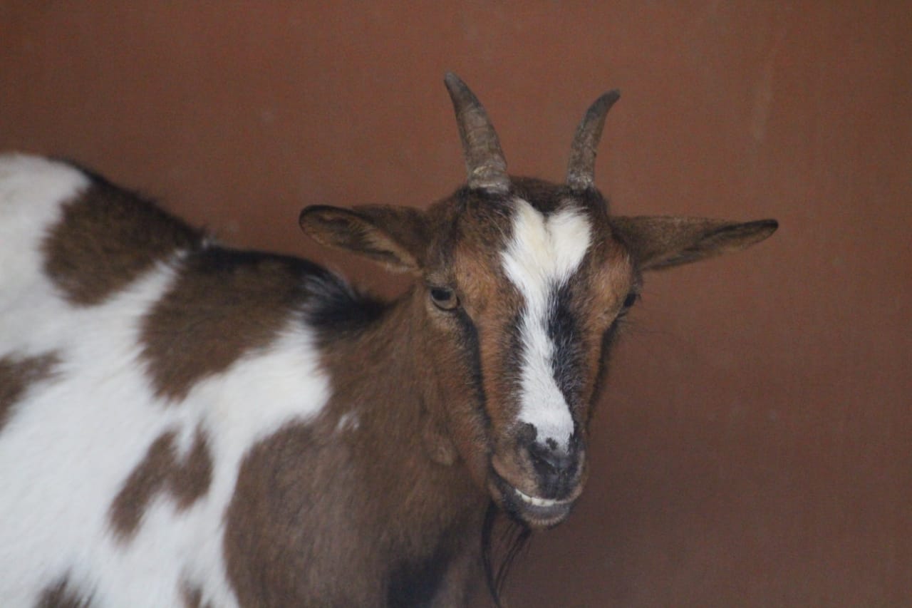 Kambing