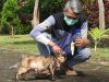 Komunitas PKDI Cegah Kucing Terlantar di Kota Malang
