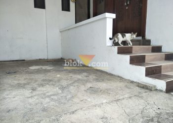 Kucing Mati Massal di Kota Malang