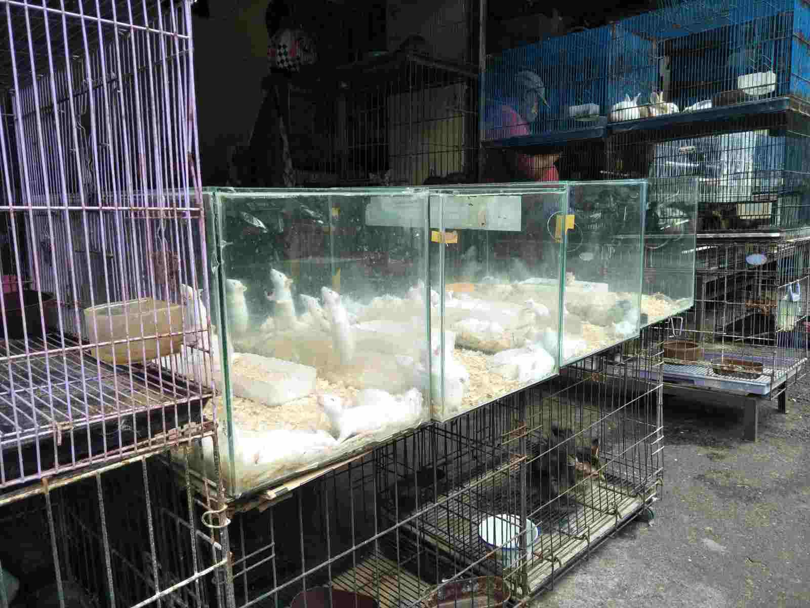 Hamster Pasar Splendid
