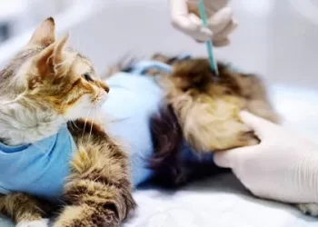Kucing Mati Sterilisasi Malang
