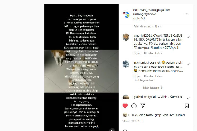 Kucing Mati Massal Kota Malang Perumahan