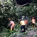 Situasi Pohon Tumbang di Kota Malang (Ist/Putu Ayu Pratama S)