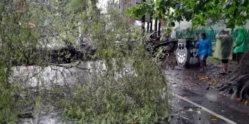 Salah satu pohon tumbang akibat hujan deras & angin kencang (Blok-a.com)