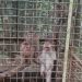 bayi monyet mati di Bogor Mini Zoo