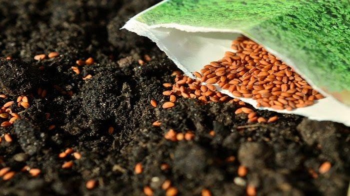ilustrasi benih tanaman farmer seeds