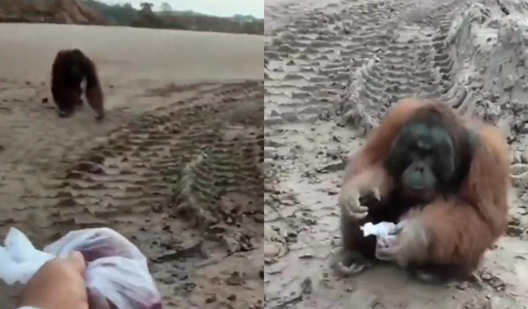 Orang utan terlantar di Kalimantan