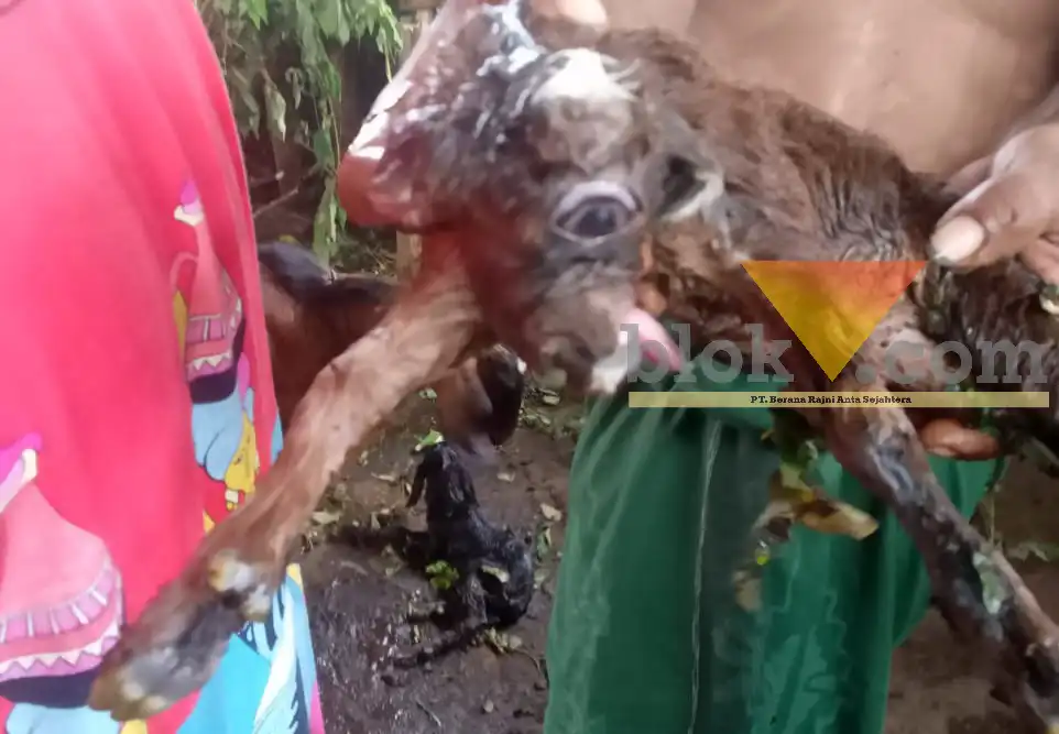 Kambing mata satu mirip dajal lahir di Probolinggoo, Jumat (19/1/2023) (blok-a/inos)