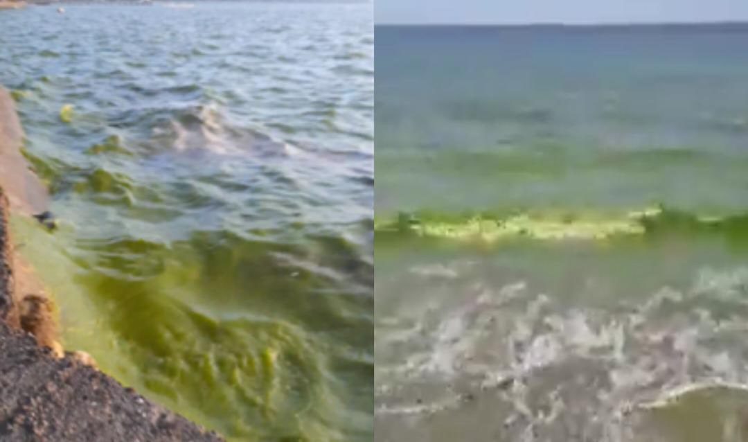 fakta terkait air laut di selayar menghijau