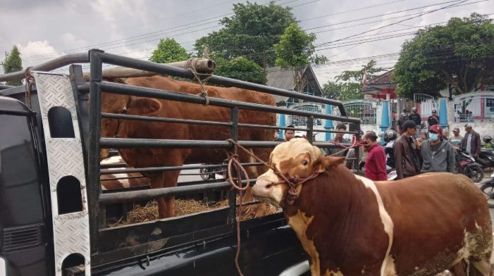 Sapi di Pasar Hewan GondanglegI Kabupaten Malang pada 2022 lalu (blok-a/bob)