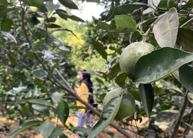 Perkebunan jeruk di Desa Selorejo, Kecamatan Dau, Kabupaten Malang. (blok-a.com/Putu Ayu)