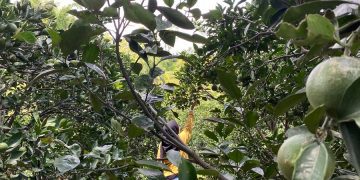 Wisata petik jeruk di Desa Selorejo, Kecamatan Dau Kabupaten Malang, Sabtu (14/01/2023) (Blok-a.com / Putu Ayu Pratama S)