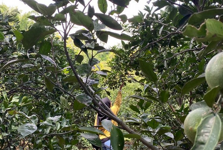 Wisata petik jeruk di Desa Selorejo, Kecamatan Dau Kabupaten Malang, Sabtu (14/01/2023) (Blok-a.com / Putu Ayu Pratama S)