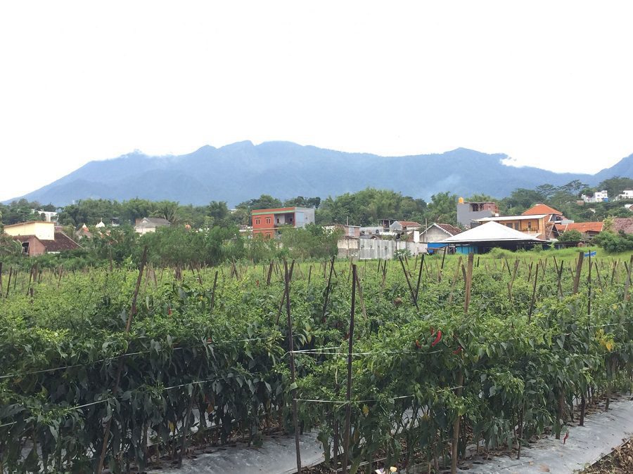 Ilustrasi perkebunan cabai di wilayah Kecamatan Dau Kabupaten Malang.(Blok-a.com/Putu Ayu Pratama S)