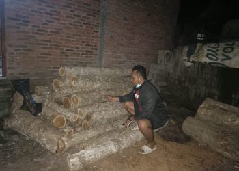 Hasil tebangan kayu ilegal. (dokumen Polsek Purwoharjo)