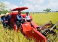 Panen Raya puluhan ribu hektare padi di Sumenep. (Pemkab Sumenep)