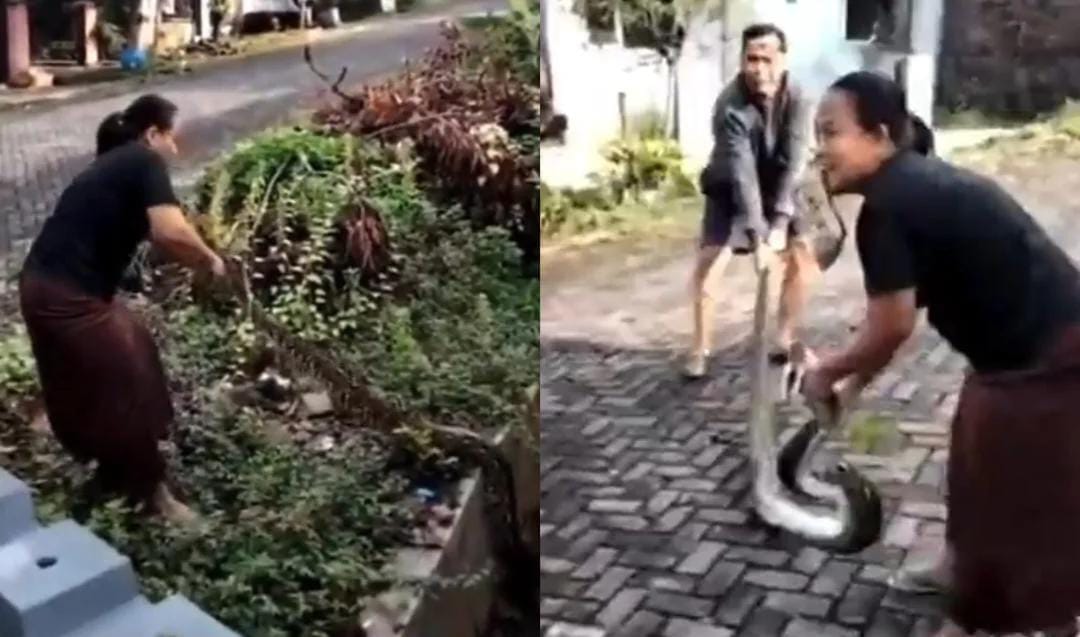 ibu-ibu menangkap ular