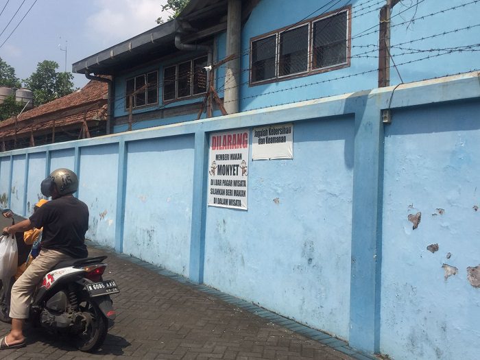 Spanduk bertuliskan larangan memberi makan monyet di luar kawasan wisata Mendit tertempel di dinding wilayah Desa Mangliawan (blok-a.com/Putu Ayu Pratama S)