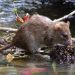 Ilustrasi selokan dan tikus yang dapat menyebabkan wabah leptospirosis. (coconuts.co/Straits Times)