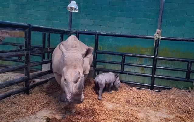 Anak badak putih afrika, Ramadani Jumat Agung di penangkaran badak putih di Taman Safari Indonesia (TSI), Cisarua, Kabupaten Bogor, Jawa Barat, Sabtu (8/4/2023). (ANTARA/HO-Humas Taman Safari Bogor)