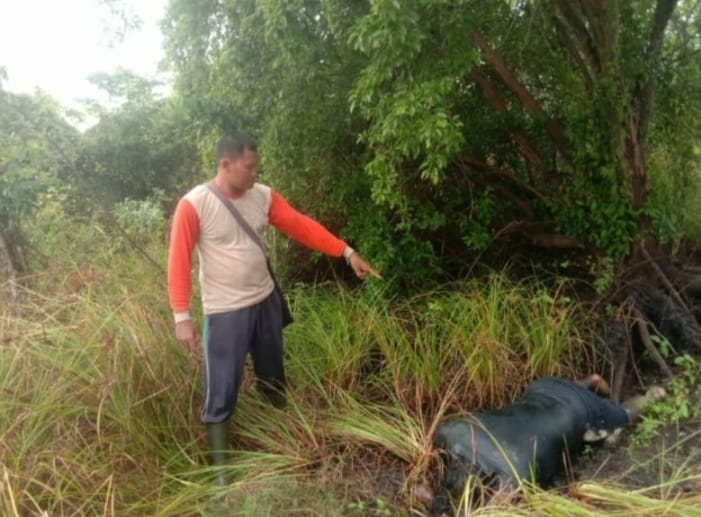 Caption : salah seorang warga saat menunjukan bangkai mayat Mr X di lahan hutan babatan Rowo Biru, Desa Buluagung, Kecamatan Siliragung, Banyuwangi, Sabtu (29/4/2023)(blok-a.com/Kuryanto).