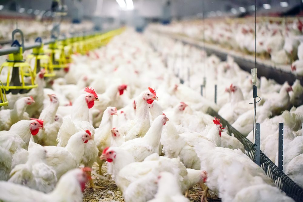 Ilustrasi ayam pedaging. (Sumber: Ayamkita.com)