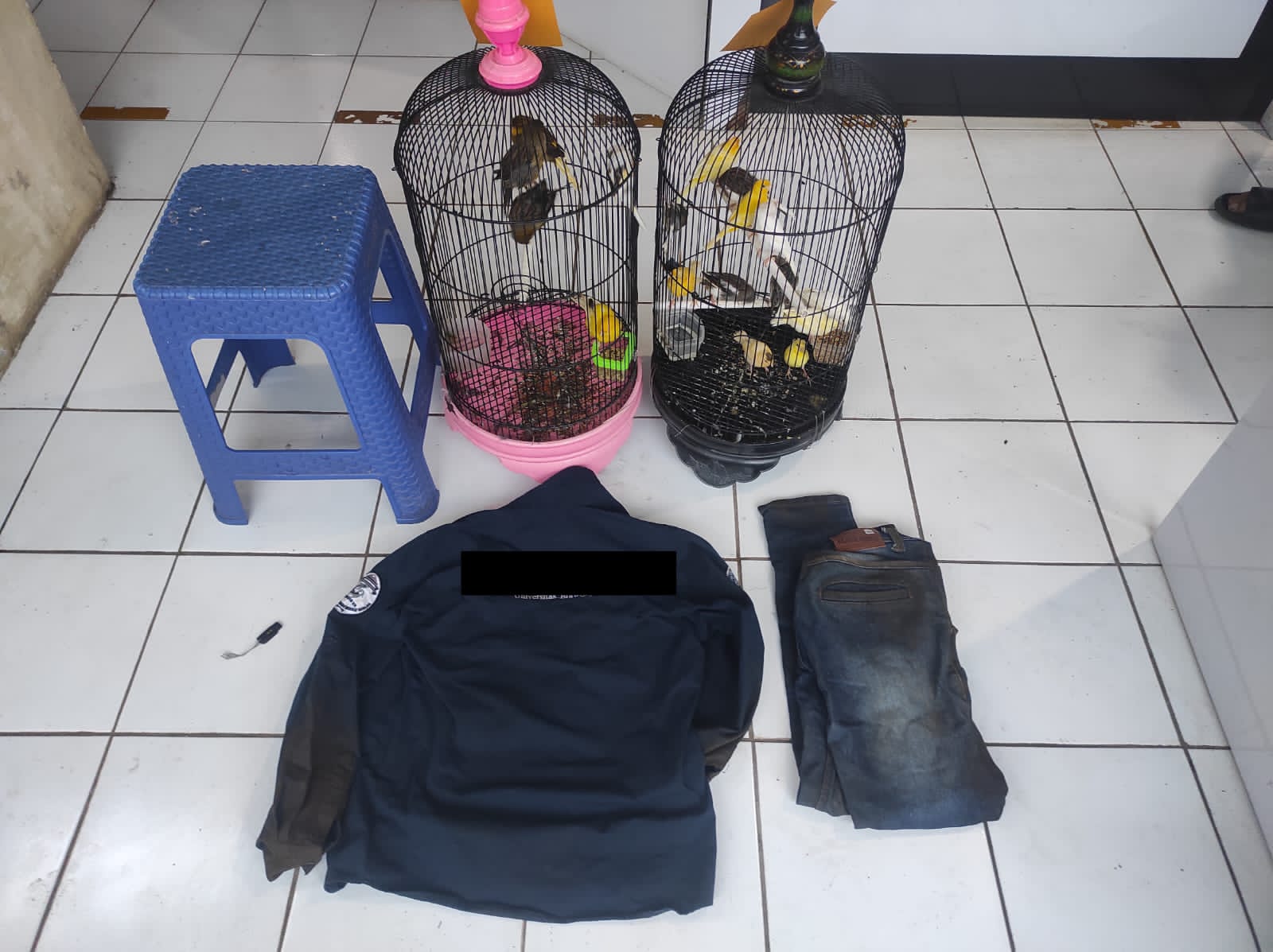 Barang bukti pencurian burung Kenari seharga belasan juta yang berhasil diamankan polisi.(Humas Polres Malang for Blok-a.com)