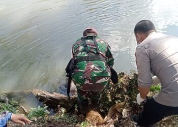 Evakuasi mayat korban pencari ikan yang ditemukan di pinggir sungai Baru, Selasa (15/8/2023).(dokumen dari Polsek Tegalsari untuk blok-a.com)