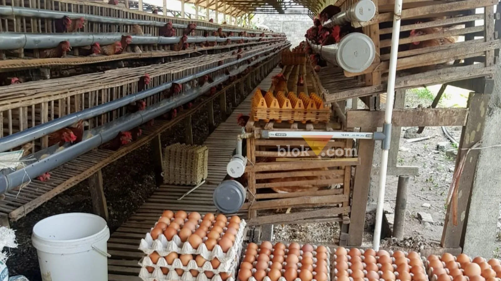 Salah satu kandang ayam milik peternak kecil/rakyat di Blitar. (blok-a.com/Fajar)